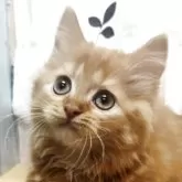 マンチカン(短足)