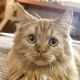 マンチカン(短足)【香川県・男の子・2025年3月19日・レッドタビー&ホワイト】の写真1