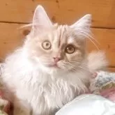 マンチカン(長足)