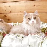 マンチカン(短足)【香川県・男の子・2025年7月22日・クリームクラッシックタビー&ホワイト】の写真4