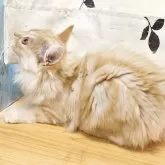 マンチカン(長足)【香川県・女の子・2025年7月22日・レッドクラッシックタビー】の写真5