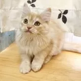 マンチカン(長足)【香川県・女の子・2025年7月22日・レッドクラッシックタビー】の写真8