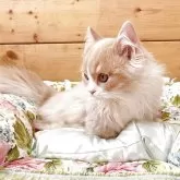 マンチカン(短足)【香川県・男の子・2025年7月22日・クリームクラッシックタビー&ホワイト】の写真8