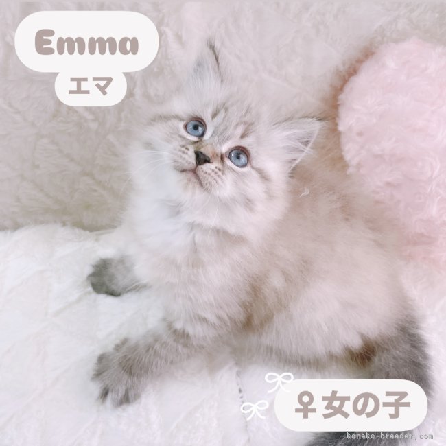 羽立京加ブリーダーのブログ：ルーナBabyの成長日記🐾 ～募集中の猫ちゃん🩷～