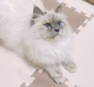 サイベリアン【・女の子・2024年4月25日・トーティポイント】「フワッフワのマフラーが可愛い💕」