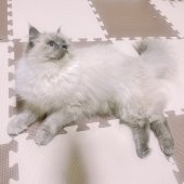 サイベリアン【・女の子・2024年4月25日・トーティポイント】「一緒にたくさん遊んでくれます🥰」