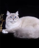 サイベリアン【・男の子・2021年1月29日・ブルーリンクスポイント&ホワイト】「チャンピオン猫👑✨手袋をつけているみたいな、真っ白いおててが可愛いです💖」