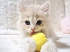 サイベリアン【大阪府・女の子・2025年9月8日・クリームタビー】の写真13