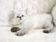 サイベリアン【大阪府・男の子・2025年9月13日・ブルーポイント】の写真5