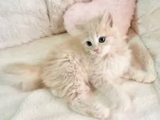 サイベリアン【大阪府・女の子・2025年9月8日・クリームタビー】の写真9