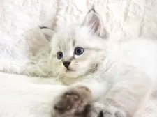 サイベリアン【大阪府・男の子・2025年9月13日・ブルーポイント】の写真6