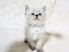 サイベリアン【大阪府・男の子・2025年9月13日・ブルーポイント】の写真12