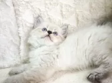 サイベリアン【大阪府・男の子・2025年9月13日・ブルーポイント】の写真7