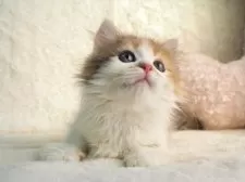 サイベリアン【大阪府・女の子・2025年9月10日・キャリコ】の写真12