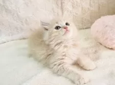 サイベリアン【大阪府・女の子・2025年9月8日・クリームタビー】の写真11