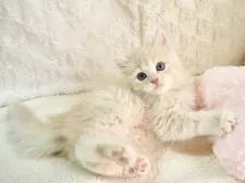 サイベリアン【大阪府・女の子・2025年9月8日・クリームタビー】の写真6