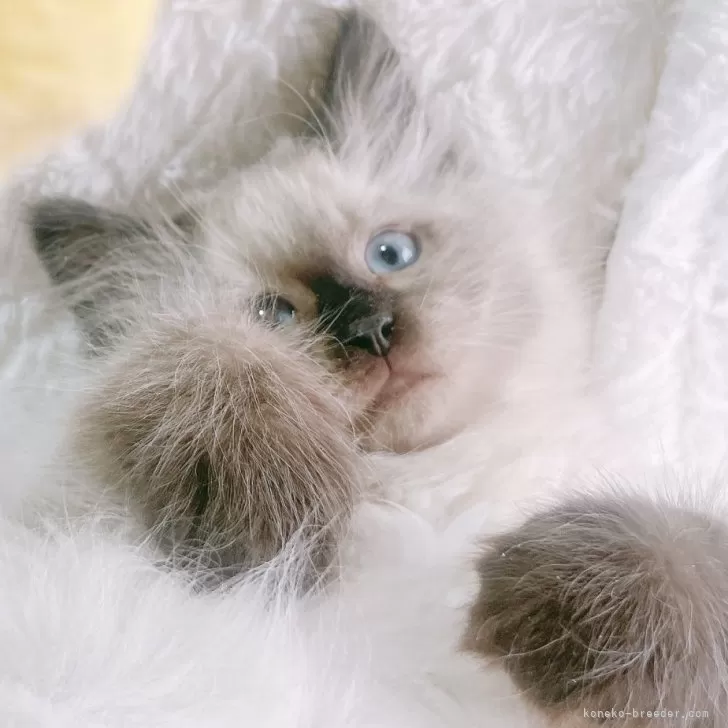 ID：2501-00441の子猫