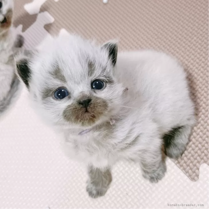 ID：2501-00439の子猫