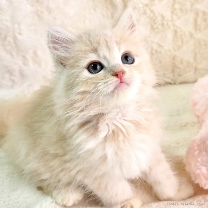 サイベリアン【大阪府・女の子・2025年9月8日・クリームタビー】の写真1「おめめぱっちりで可愛い女の子💕優しい色合いがたまりません🥰」