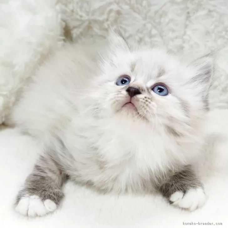 ID：2506-02866の子猫