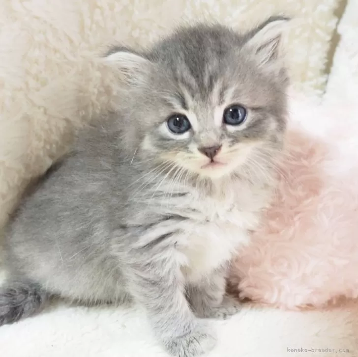 ID：2509-02391の子猫