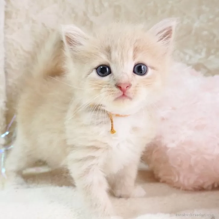 マイメロ 様のお迎えした子猫