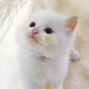サイベリアン【大阪府・男の子・2025年9月13日・クリームポイント(トリプルコートふわふわです💗)】の写真「表情豊かでまっしろな天使くん💕チャンピオン血統✨」