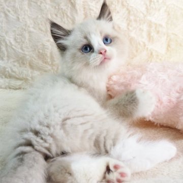 サイベリアン【大阪府・男の子・2025年9月13日・シールポイントバイカラー（トリプルコートふわふわです💗）】の写真「まんまる癒し系のビッグボーイくん💕」