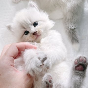 サイベリアン【大阪府・女の子・2024年11月22日・ブルーポイント(トリプルコート ふわふわです)】の写真「キュートな魅力が詰まった女の子💖チャンピオン血統」