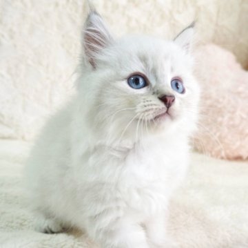 サイベリアン【大阪府・女の子・2025年9月13日・ブルーポイント（トリプルコートふわふわです💗）】の写真「美しいお顔のお姫さま💕チャンピオン血統✨」