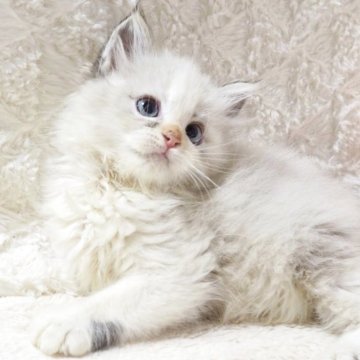 サイベリアン【大阪府・女の子・2025年9月10日・ブルーポイントバイカラー（トリプルコートふわふわです💗）】の写真「良血統✨ハチワレになりそうな美人さん💕」