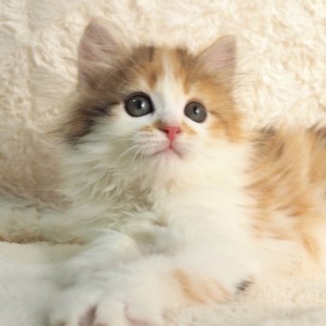 サイベリアン【大阪府・女の子・2025年9月10日・キャリコ（トリプルコートふわふわです💗）】の写真「良血統✨オレンジ多めのキャリコちゃん💕」