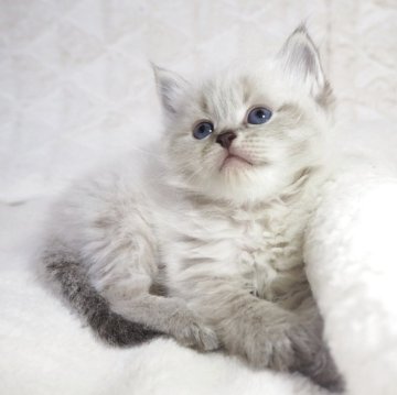 サイベリアン【大阪府・女の子・2025年4月7日・ブルーリンクスポイント（トリプルコートふわふわです💗）】の写真「ブルー濃いめの美猫さん💖両親ロシア出身👑」