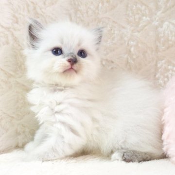 サイベリアン【大阪府・男の子・2025年9月8日・ブルーポイント（トリプルコートふわふわです💗）】の写真「良血統✨しろくまさんみたいな男の子💕」