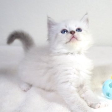 サイベリアン【大阪府・男の子・2025年4月7日・ブルーリンクスポイント（トリプルコートふわふわです💗）】の写真「癒し系の男の子💖両親ロシア出身👑」