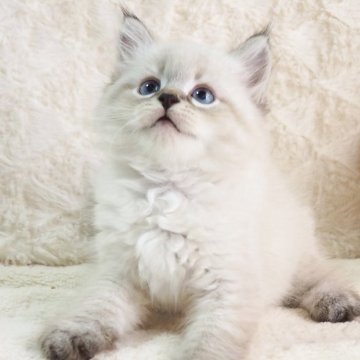 サイベリアン【大阪府・男の子・2025年9月13日・ブルーポイント（トリプルコートふわふわです💗）】の写真「いたずら好きな甘えんぼボーイ💕チャンピオン血統✨」