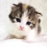 サイベリアン