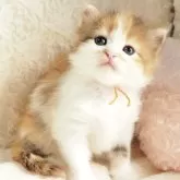 サイベリアン