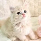 サイベリアン【大阪府・女の子・2025年9月8日・クリームタビー】の写真1「おめめぱっちりで可愛い女の子💕優しい色合いがたまりません🥰」