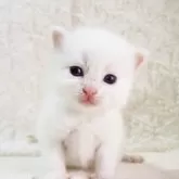 サイベリアン