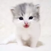 サイベリアン