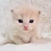 サイベリアン