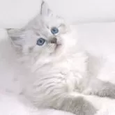 サイベリアン