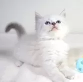 サイベリアン