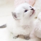 サイベリアン