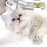サイベリアン