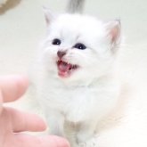 サイベリアン
