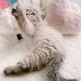 サイベリアン【大阪府・女の子・2024年12月17日・ブルーポイント】の写真2「最新のお写真✨もふもふ猫さんに成長中💕」