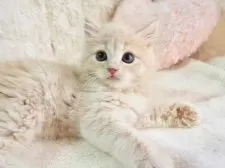 サイベリアン【大阪府・女の子・2025年9月8日・クリームタビー】の写真3