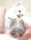 サイベリアン【大阪府・男の子・2025年4月7日・ブルーリンクスポイント】の写真9「ぺろりん😋🍴」